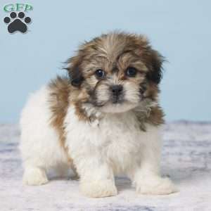 Conrad, Teddy Bear Puppy